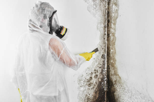 Best Mold Damage Repair  in Rock Falls, IL
