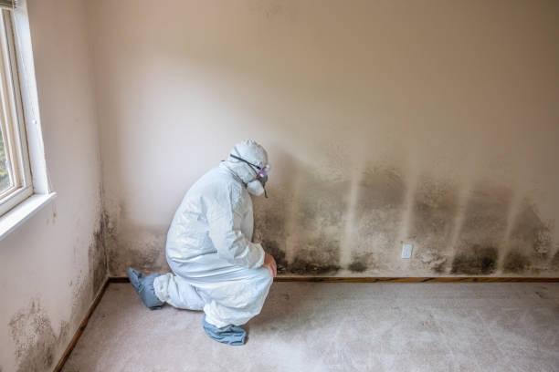 Best Attic Mold Removal  in Rock Falls, IL